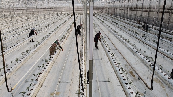 Foto - Devlet desteğiyle kuruldu! Sezonda 1000 ton domates üretilecek