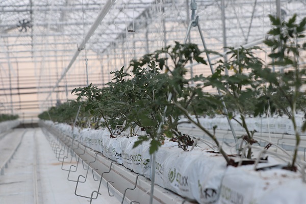 Foto - Devlet desteğiyle kuruldu! Sezonda 1000 ton domates üretilecek