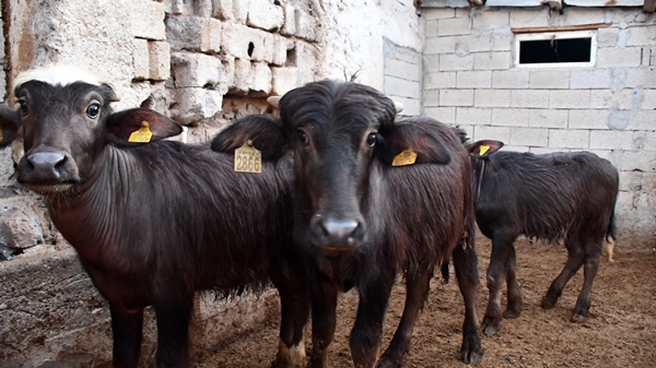 Foto - Devlet desteğiyle manda sayısını 50'ye çıkardı