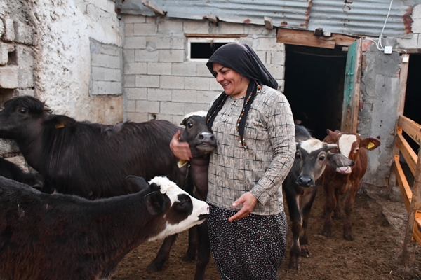 Foto - Devlet desteğiyle manda sayısını 50'ye çıkardı