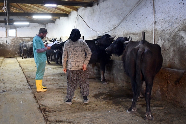 Foto - Devlet desteğiyle manda sayısını 50'ye çıkardı