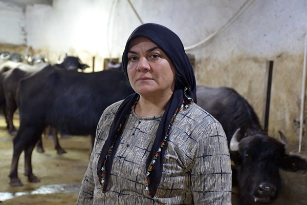 Foto - Devlet desteğiyle manda sayısını 50'ye çıkardı