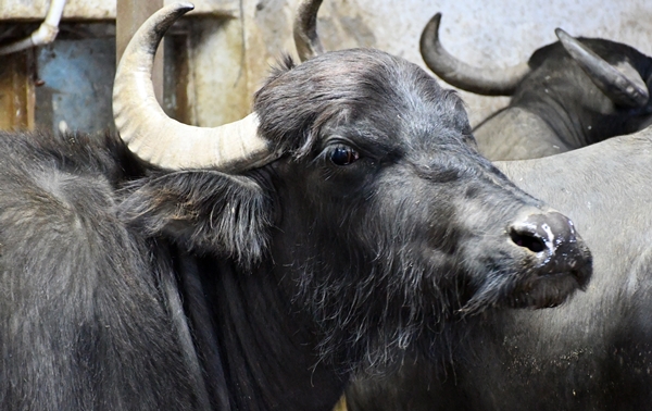 Foto - Devlet desteğiyle manda sayısını 50'ye çıkardı
