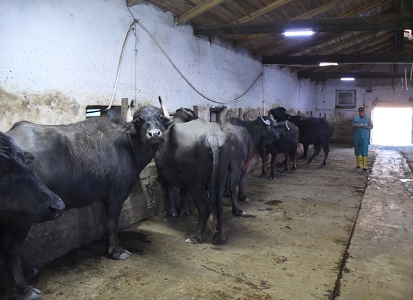 Foto - Devlet desteğiyle manda sayısını 50'ye çıkardı