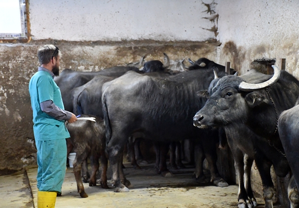 Foto - Devlet desteğiyle manda sayısını 50'ye çıkardı