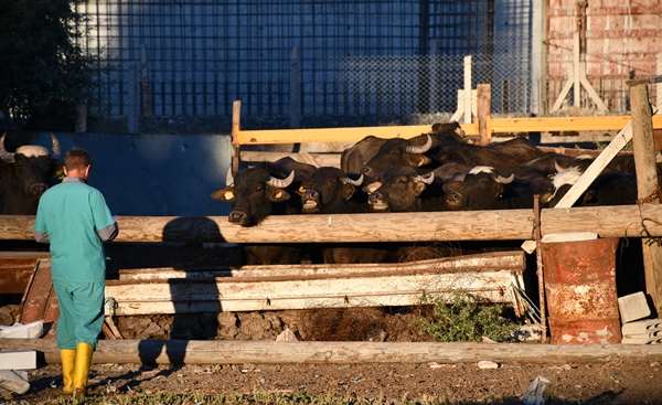 Foto - Devlet desteğiyle manda sayısını 50'ye çıkardı