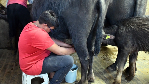 Foto - Devlet desteğiyle manda sayısını 50'ye çıkardı