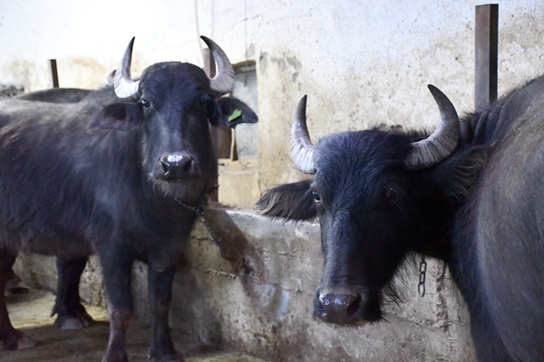 Foto - Devlet desteğiyle manda sayısını 50'ye çıkardı