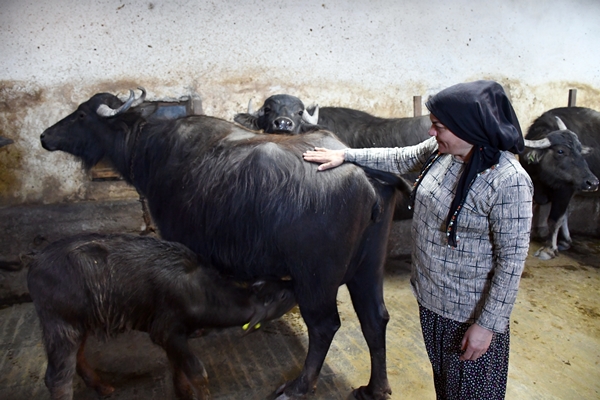 Foto - Devlet desteğiyle manda sayısını 50'ye çıkardı
