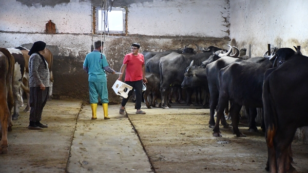 Foto - Devlet desteğiyle manda sayısını 50'ye çıkardı
