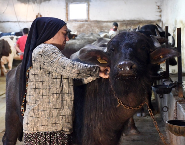 Devlet desteğiyle manda sayısını 50'ye çıkardı