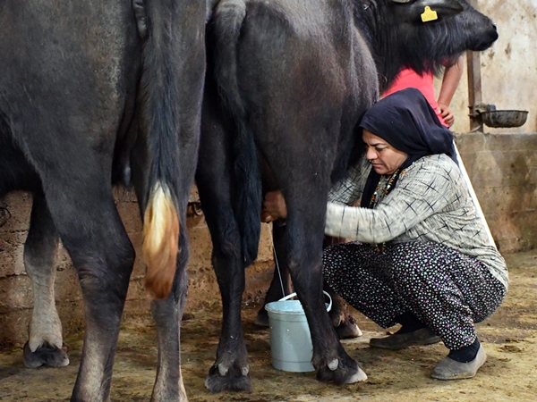 Foto - Devlet desteğiyle manda sayısını 50'ye çıkardı