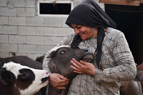 Foto - Devlet desteğiyle manda sayısını 50'ye çıkardı