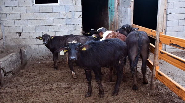 Foto - Devlet desteğiyle manda sayısını 50'ye çıkardı