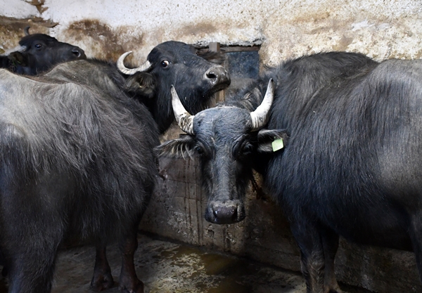 Foto - Devlet desteğiyle manda sayısını 50'ye çıkardı