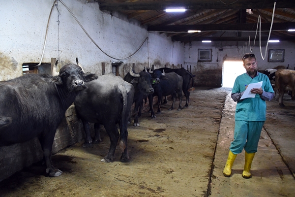 Foto - Devlet desteğiyle manda sayısını 50'ye çıkardı