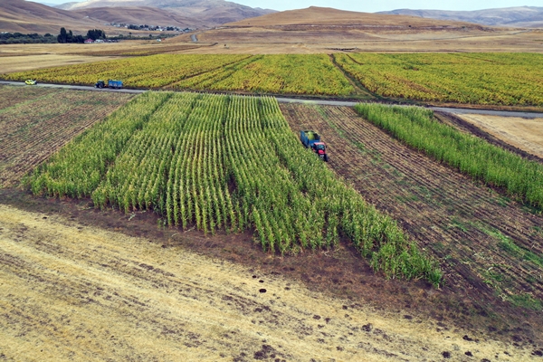 Devlet desteğiyle mısır yetiştiriciliği yaygınlaşıyor