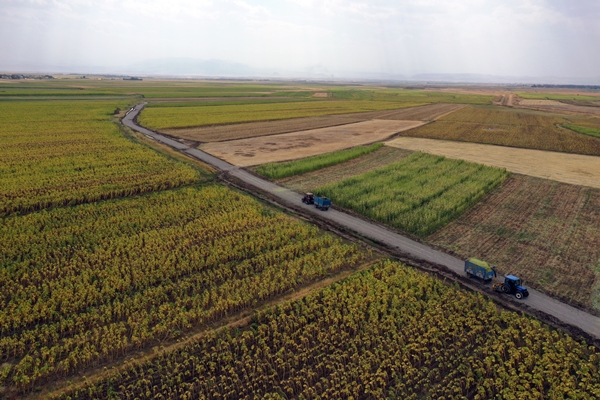 Foto - Devlet desteğiyle mısır yetiştiriciliği yaygınlaşıyor
