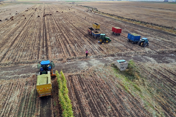 Foto - Devlet desteğiyle mısır yetiştiriciliği yaygınlaşıyor