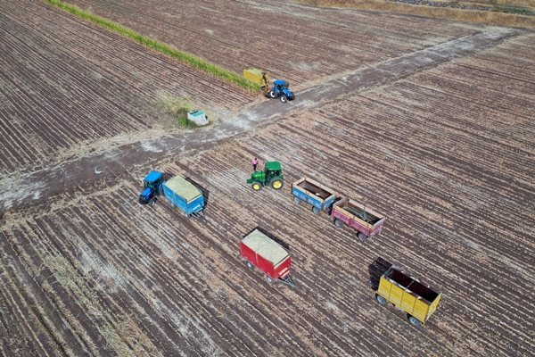 Foto - Devlet desteğiyle mısır yetiştiriciliği yaygınlaşıyor