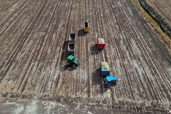 Foto - Devlet desteğiyle mısır yetiştiriciliği yaygınlaşıyor