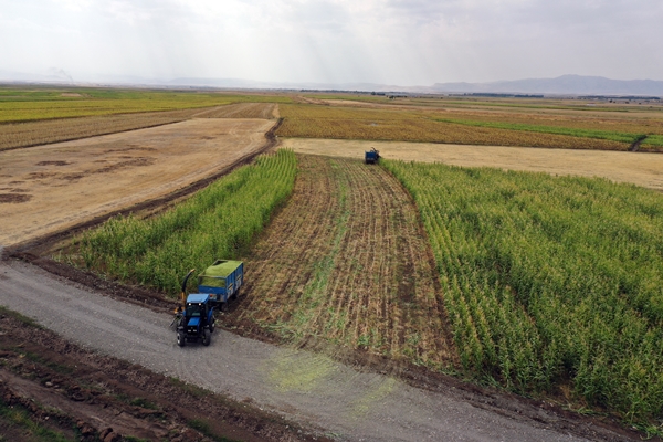 Foto - Devlet desteğiyle mısır yetiştiriciliği yaygınlaşıyor