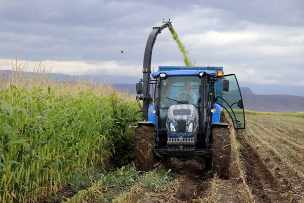 Foto - Devlet desteğiyle mısır yetiştiriciliği yaygınlaşıyor