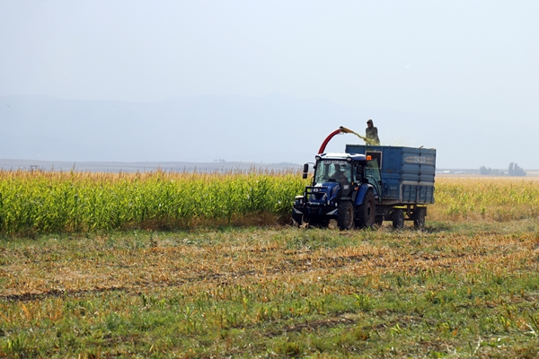 Foto - Devlet desteğiyle mısır yetiştiriciliği yaygınlaşıyor