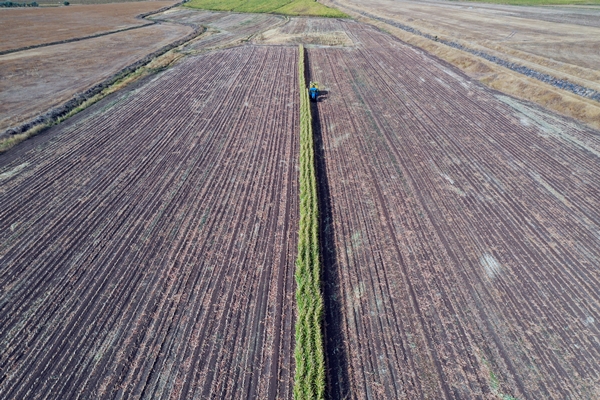 Foto - Devlet desteğiyle mısır yetiştiriciliği yaygınlaşıyor
