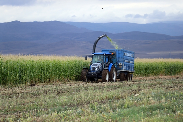 Foto - Devlet desteğiyle mısır yetiştiriciliği yaygınlaşıyor