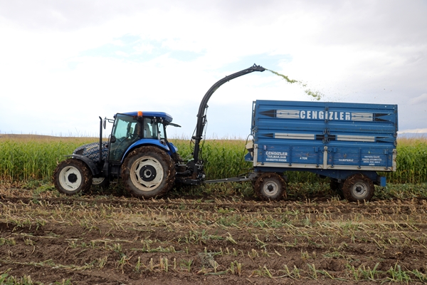 Foto - Devlet desteğiyle mısır yetiştiriciliği yaygınlaşıyor