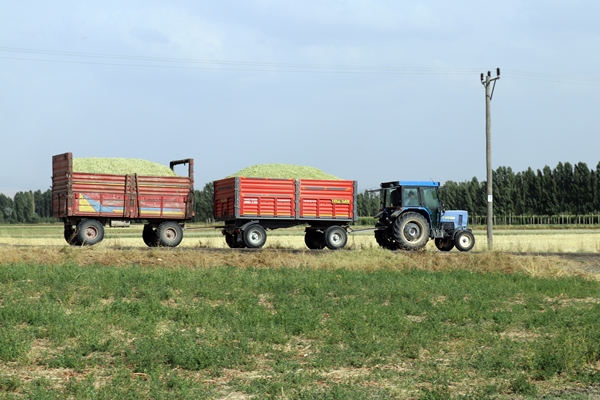 Foto - Devlet desteğiyle mısır yetiştiriciliği yaygınlaşıyor