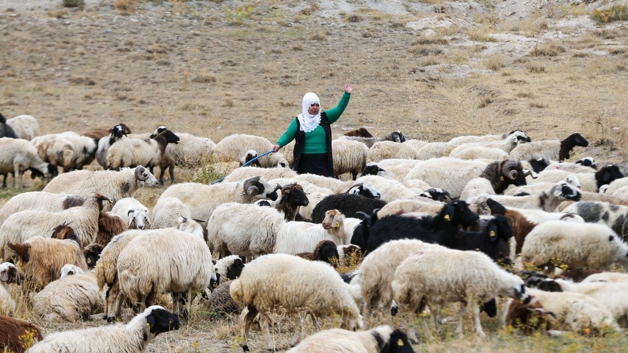 Foto - Devlet desteğiyle sürülerini ikiye katladılar! Vanlı kadınlar üretimde söz sahibi oluyor