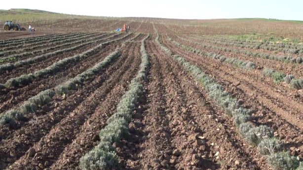 Foto - Devlet destek verdi! Siirt’ten Türkiye ekonomisine dev katkı