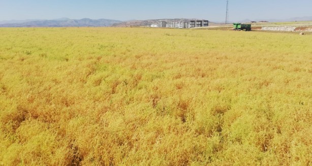 Foto - Devlet destek verdi! Siirt’ten Türkiye ekonomisine dev katkı