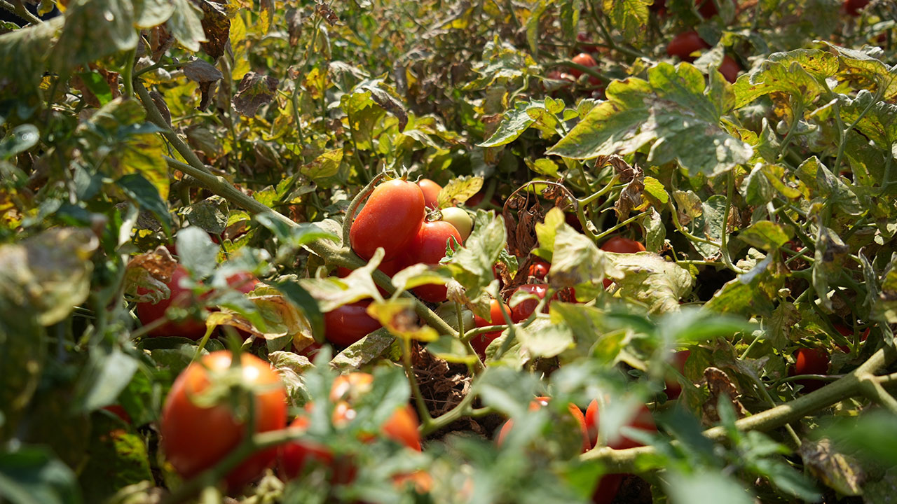 Foto - "Devlet el koyacak" diyerek vatandaşlara korku salmışlardı... Gerçek çok başka çıktı!