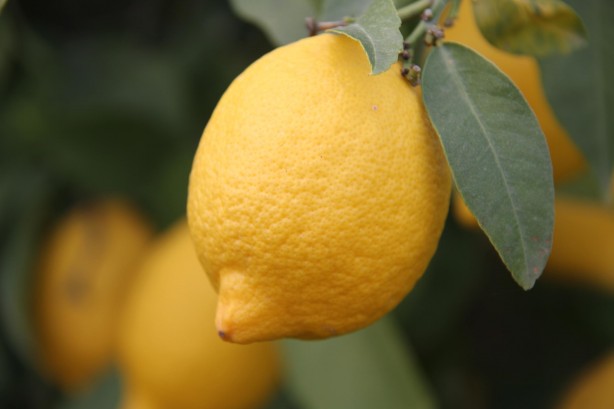 Foto - Devlet ton başına 1000 TL veriyor! Üreticiler bayram etti