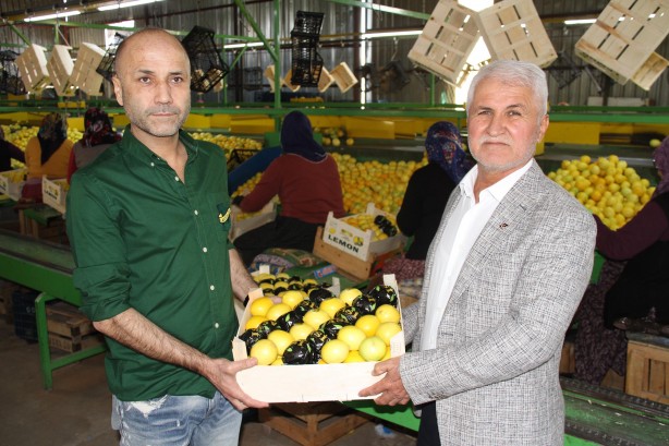 Foto - Devlet ton başına 1000 TL veriyor! Üreticiler bayram etti