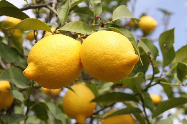 Foto - Devlet ton başına 1000 TL veriyor! Üreticiler bayram etti