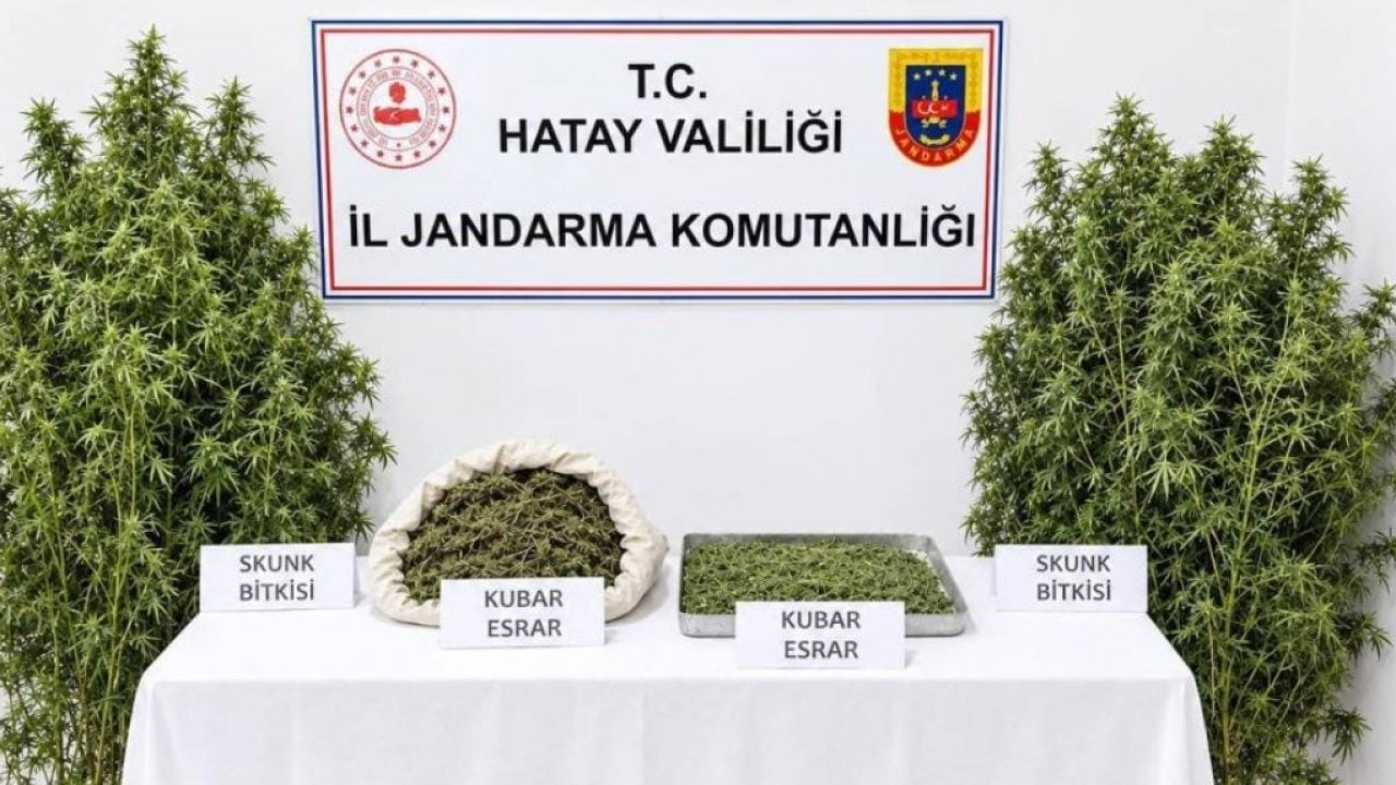 Foto - Devletin arazisini kenevir tarlasına çevirdi! Zehir tüccarı paketlendi