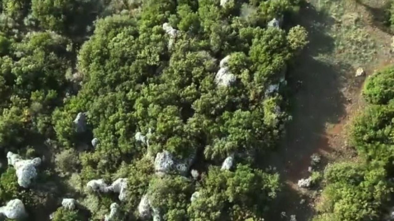 Devletin arazisini kenevir tarlasına çevirdi! Zehir tüccarı paketlendi