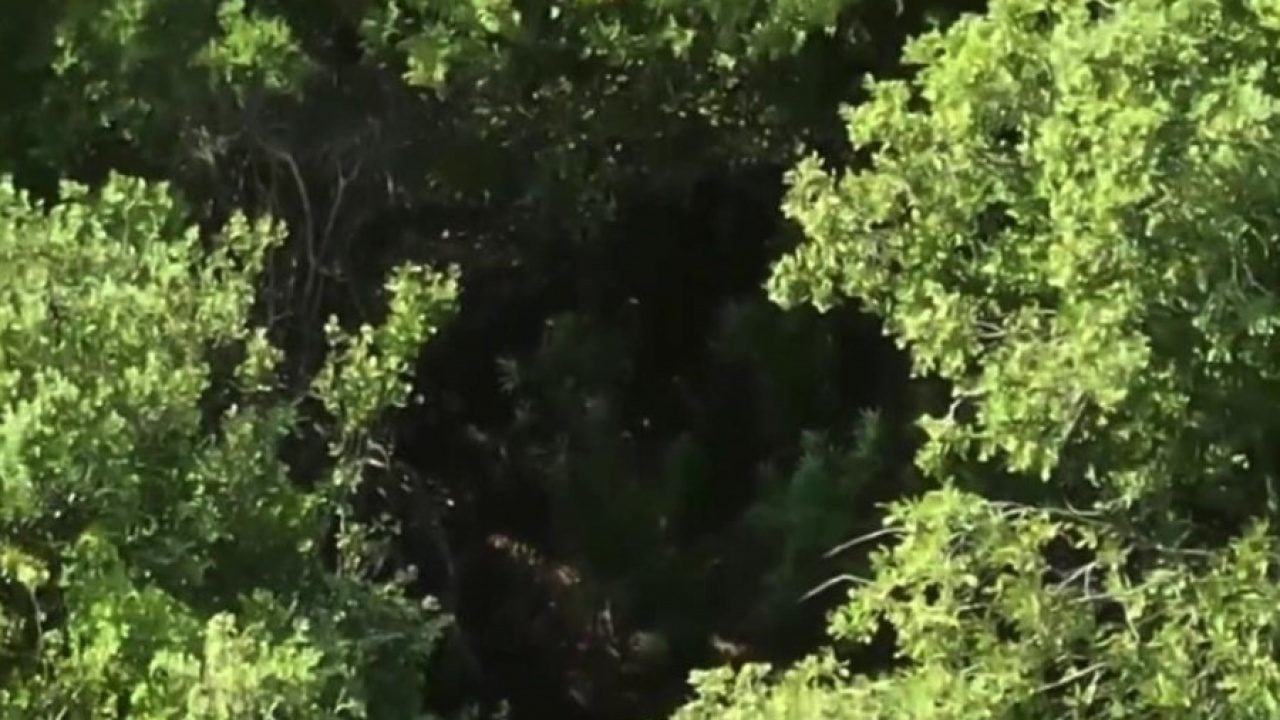 Foto - Devletin arazisini kenevir tarlasına çevirdi! Zehir tüccarı paketlendi