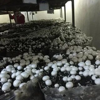 Foto - Devletten 2 milyon lira hibe aldı! Şimdi paraya para demiyor