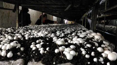 Foto - Devletten 2 milyon lira hibe aldı! Şimdi paraya para demiyor