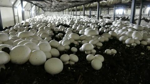 Foto - Devletten 2 milyon lira hibe aldı! Şimdi paraya para demiyor