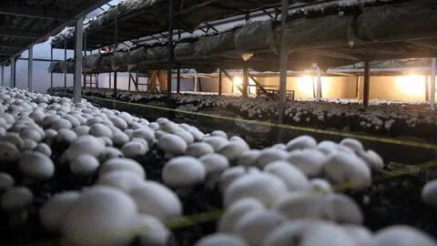 Foto - Devletten 2 milyon lira hibe aldı! Şimdi paraya para demiyor