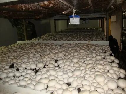 Foto - Devletten 2 milyon lira hibe aldı! Şimdi paraya para demiyor