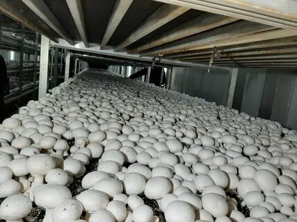 Foto - Devletten 2 milyon lira hibe aldı! Şimdi paraya para demiyor