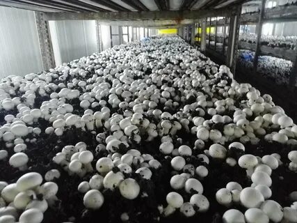 Foto - Devletten 2 milyon lira hibe aldı! Şimdi paraya para demiyor