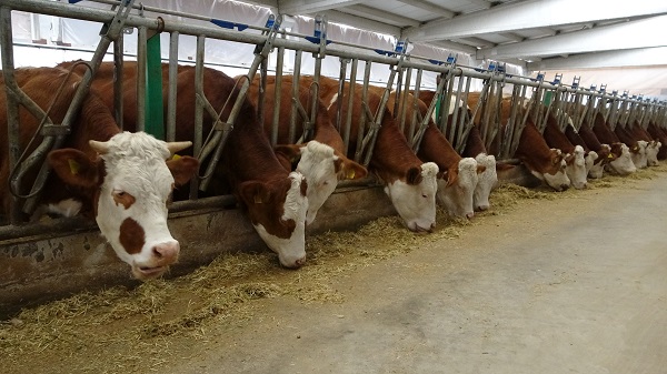 Devletten destek aldı 700 litre süt üretiyor